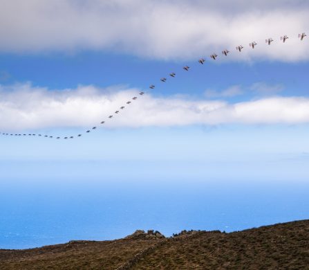 Prada Linea Rossa x Red Bull_Wingsuit Foil – Soaring (2)